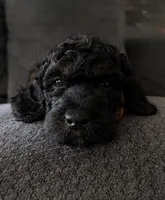 Kelsea, a female Aussiedoodle for sale in Gilbert, AZ – 7 of 10