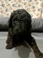 Kane, a male Aussiedoodle for sale in Gilbert, AZ – 4 of 8