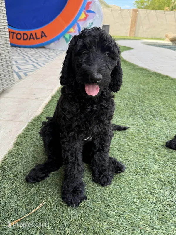 Lainey- Medium black tuxedo hypoallergenic  – Aussiedoodle, Poodle - Miniature  puppy for sale in Gilbert, AZ