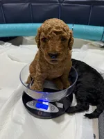 Ella, a female Aussiedoodle for sale in Gilbert, AZ – 7 of 10