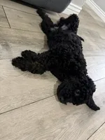 Kane- F1BB Medium Black Phantom Hypoallergenic, a male Aussiedoodle and Poodle - Miniature  for sale in Gilbert, AZ – 3 of 10