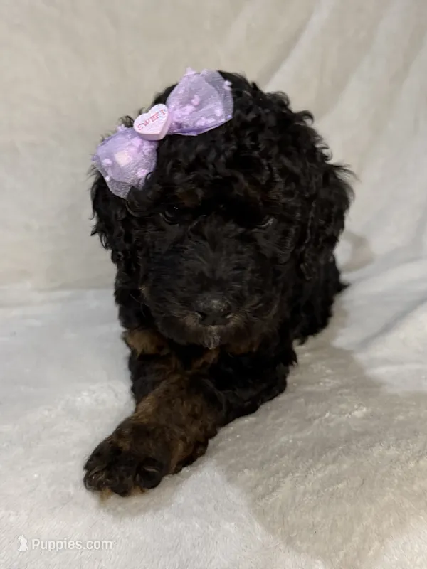 Kelsea – Aussiedoodle puppy for sale in Gilbert, AZ