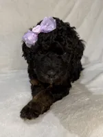 Kelsea, a female Aussiedoodle for sale in Gilbert, AZ – 1 of 10