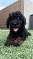 Kelsea- F1BB Black Phantom Hypoallergenic, a female Aussiedoodle and Poodle - Miniature  for sale in Gilbert, AZ – 6 of 10