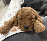 Ella, a female Aussiedoodle for sale in Gilbert, AZ – 4 of 10