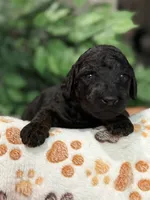 Kane, a male Aussiedoodle for sale in Gilbert, AZ – 6 of 8