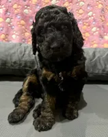 Kelsea, a female Aussiedoodle for sale in Gilbert, AZ – 8 of 10