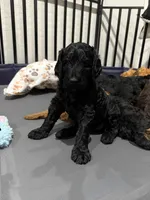 Morgan, a male Aussiedoodle for sale in Gilbert, AZ – 5 of 10