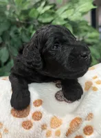 Morgan, a male Aussiedoodle for sale in Gilbert, AZ – 9 of 10