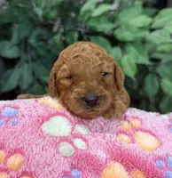 Ella, a female Aussiedoodle for sale in Gilbert, AZ – 10 of 10