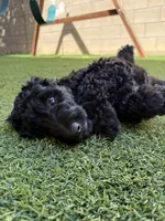 Morgan- F1BB Medium Black Tuxedo Hypoallergenic, a male Aussiedoodle and Poodle - Miniature  for sale in Gilbert, AZ – 2 of 10
