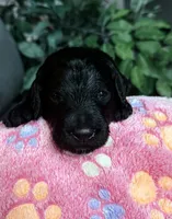 Lainey, a female Aussiedoodle for sale in Gilbert, AZ – 7 of 9