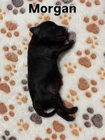 Morgan, a male Aussiedoodle for sale in Gilbert, AZ – 10 of 10