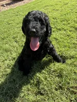 Lainey, a female Aussiedoodle for sale in Gilbert, AZ – 9 of 9