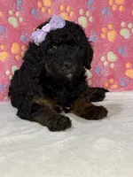 Kelsea, a female Aussiedoodle for sale in Gilbert, AZ – 3 of 10