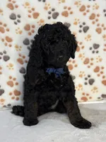Kane, a male Aussiedoodle for sale in Gilbert, AZ – 2 of 8
