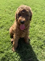 Ella, a female Aussiedoodle for sale in Gilbert, AZ – 6 of 10
