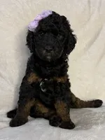 Kelsea, a female Aussiedoodle for sale in Gilbert, AZ – 2 of 10