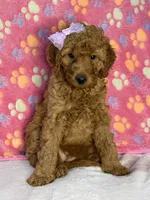 Ella, a female Aussiedoodle for sale in Gilbert, AZ – 3 of 10