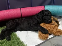 Lainey, a female Aussiedoodle for sale in Gilbert, AZ – 4 of 9