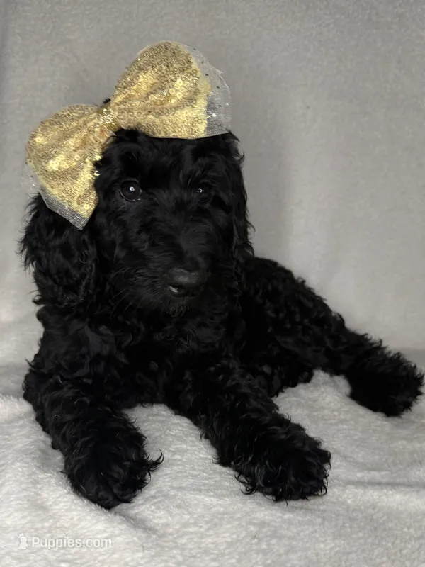 Lainey- F1BB Medium Black Tuxedo Hypoallergenic – Aussiedoodle, Poodle - Miniature  puppy for sale in Gilbert, AZ