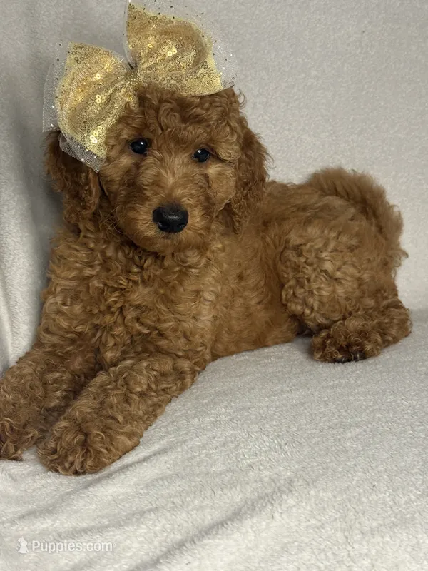Ella- F1BB Medium Apricot hypoallergenic – Aussiedoodle, Poodle - Miniature  puppy for sale in Gilbert, AZ