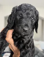 Lainey, a female Aussiedoodle for sale in Gilbert, AZ – 5 of 9