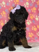 Kelsea, a female Aussiedoodle for sale in Gilbert, AZ – 5 of 10