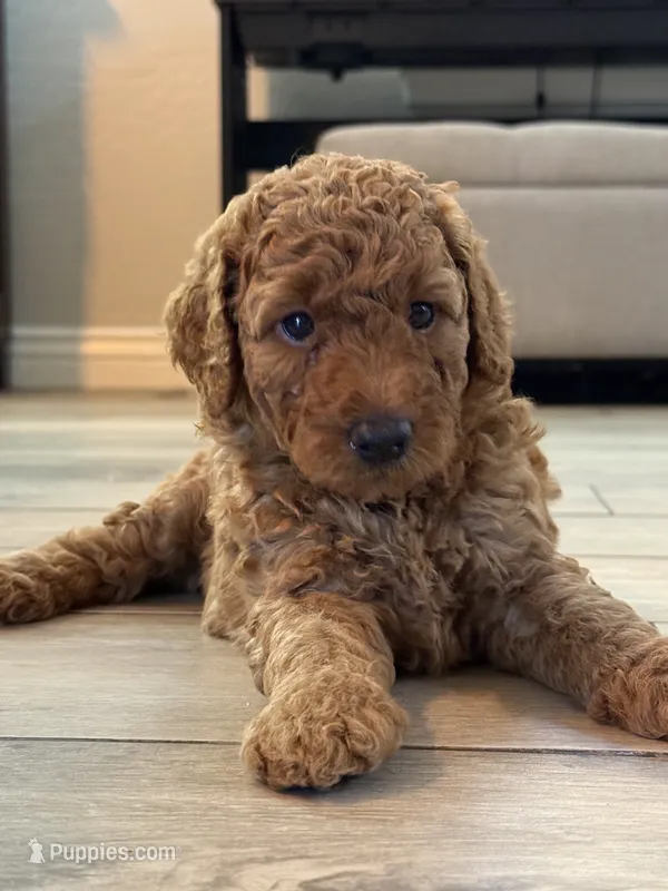 Ella – Aussiedoodle puppy for sale in Gilbert, AZ