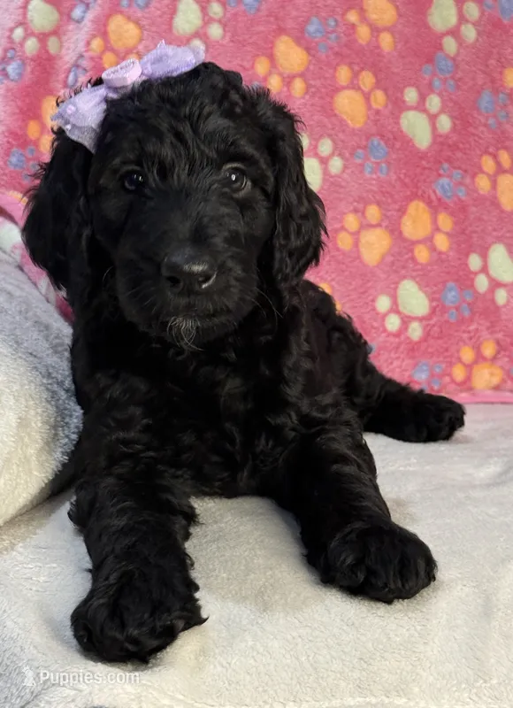 Lainey – Aussiedoodle puppy for sale in Gilbert, AZ