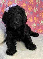 Lainey, a female Aussiedoodle for sale in Gilbert, AZ – 1 of 9