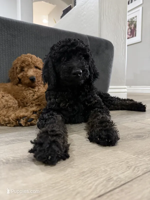 Kane- F1BB Medium Black Phantom Hypoallergenic – Aussiedoodle, Poodle - Miniature  puppy for sale in Gilbert, AZ