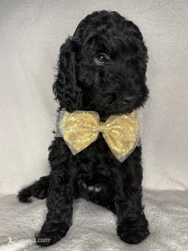 Morgan- F1BB Medium Black Tuxedo Hypoallergenic – Aussiedoodle, Poodle - Miniature  puppy for sale in Gilbert, AZ