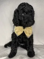 Morgan- F1BB Medium Black Tuxedo Hypoallergenic, a male Aussiedoodle and Poodle - Miniature  for sale in Gilbert, AZ – 4 of 10