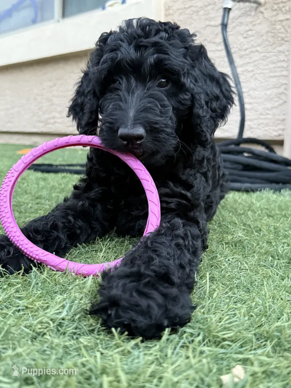 Lainey- F1BB Medium Black Tuxedo Hypoallergenic – Aussiedoodle, Poodle - Miniature  puppy for sale in Gilbert, AZ