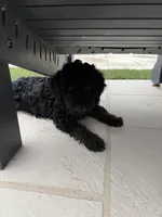 Kelsea- F1BB Black Phantom Hypoallergenic, a female Aussiedoodle and Poodle - Miniature  for sale in Gilbert, AZ – 8 of 10