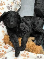 Morgan, a male Aussiedoodle for sale in Gilbert, AZ – 6 of 10