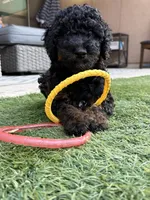 Kelsea- F1BB Black Phantom Hypoallergenic, a female Aussiedoodle and Poodle - Miniature  for sale in Gilbert, AZ – 2 of 10