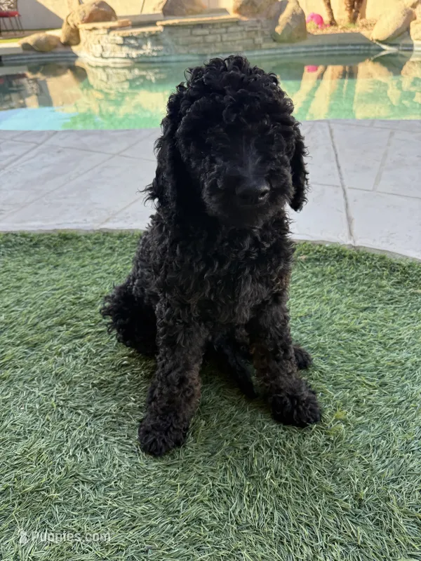 Kane- F1BB Medium Black Phantom Hypoallergenic – Aussiedoodle, Poodle - Miniature  puppy for sale in Gilbert, AZ
