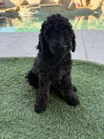 Kane- F1BB Medium Black Phantom Hypoallergenic, a male Aussiedoodle and Poodle - Miniature  for sale in Gilbert, AZ – 1 of 10
