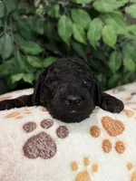 Kane, a male Aussiedoodle for sale in Gilbert, AZ – 7 of 8