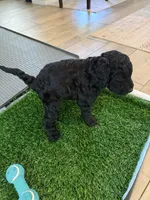 Morgan, a male Aussiedoodle for sale in Gilbert, AZ – 8 of 10