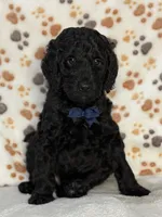 Morgan, a male Aussiedoodle for sale in Gilbert, AZ – 1 of 10
