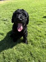 Kane, a male Aussiedoodle for sale in Gilbert, AZ – 5 of 8