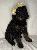 Kelsea- F1BB Black Phantom Hypoallergenic, a female Aussiedoodle and Poodle - Miniature  for sale in Gilbert, AZ – 7 of 10