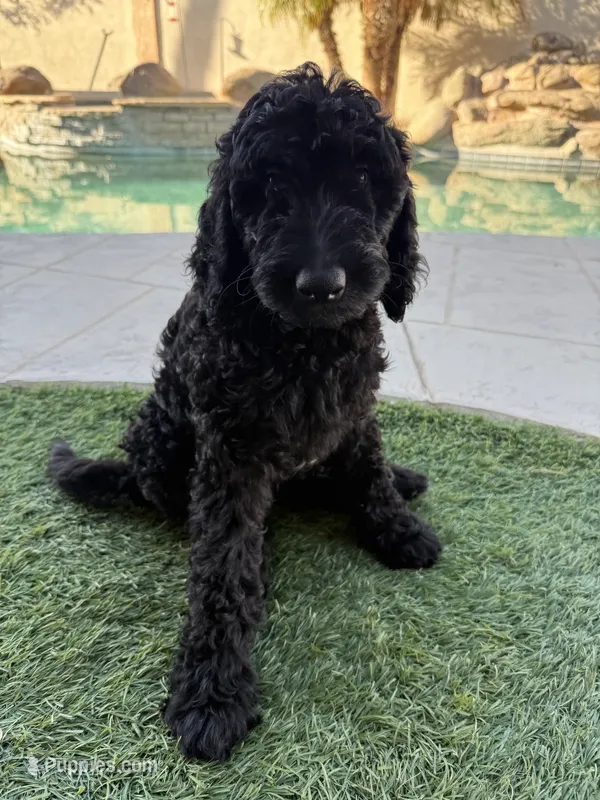 Lainey- Medium black tuxedo hypoallergenic  – Aussiedoodle, Poodle - Miniature  puppy for sale in Gilbert, AZ
