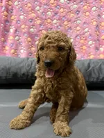 Ella, a female Aussiedoodle for sale in Gilbert, AZ – 5 of 10
