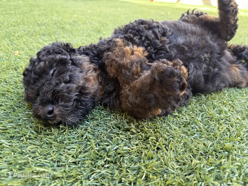 Kelsea- F1BB Medium Black Phantom Hypoallergenic – Aussiedoodle, Poodle - Miniature  puppy for sale in Gilbert, AZ