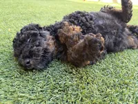 Kelsea- F1BB Black Phantom Hypoallergenic, a female Aussiedoodle and Poodle - Miniature  for sale in Gilbert, AZ – 1 of 10