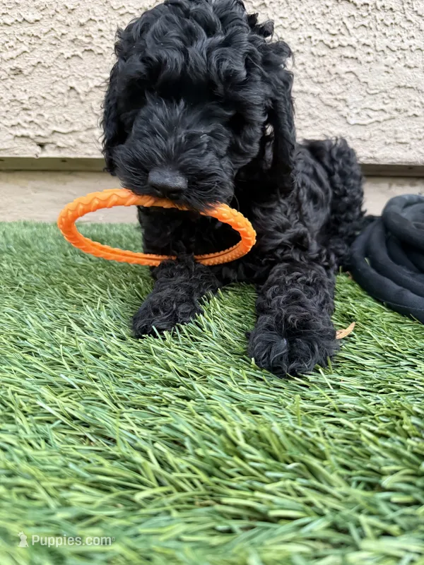 Morgan- F1BB Medium Black Tuxedo Hypoallergenic – Aussiedoodle, Poodle - Miniature  puppy for sale in Gilbert, AZ